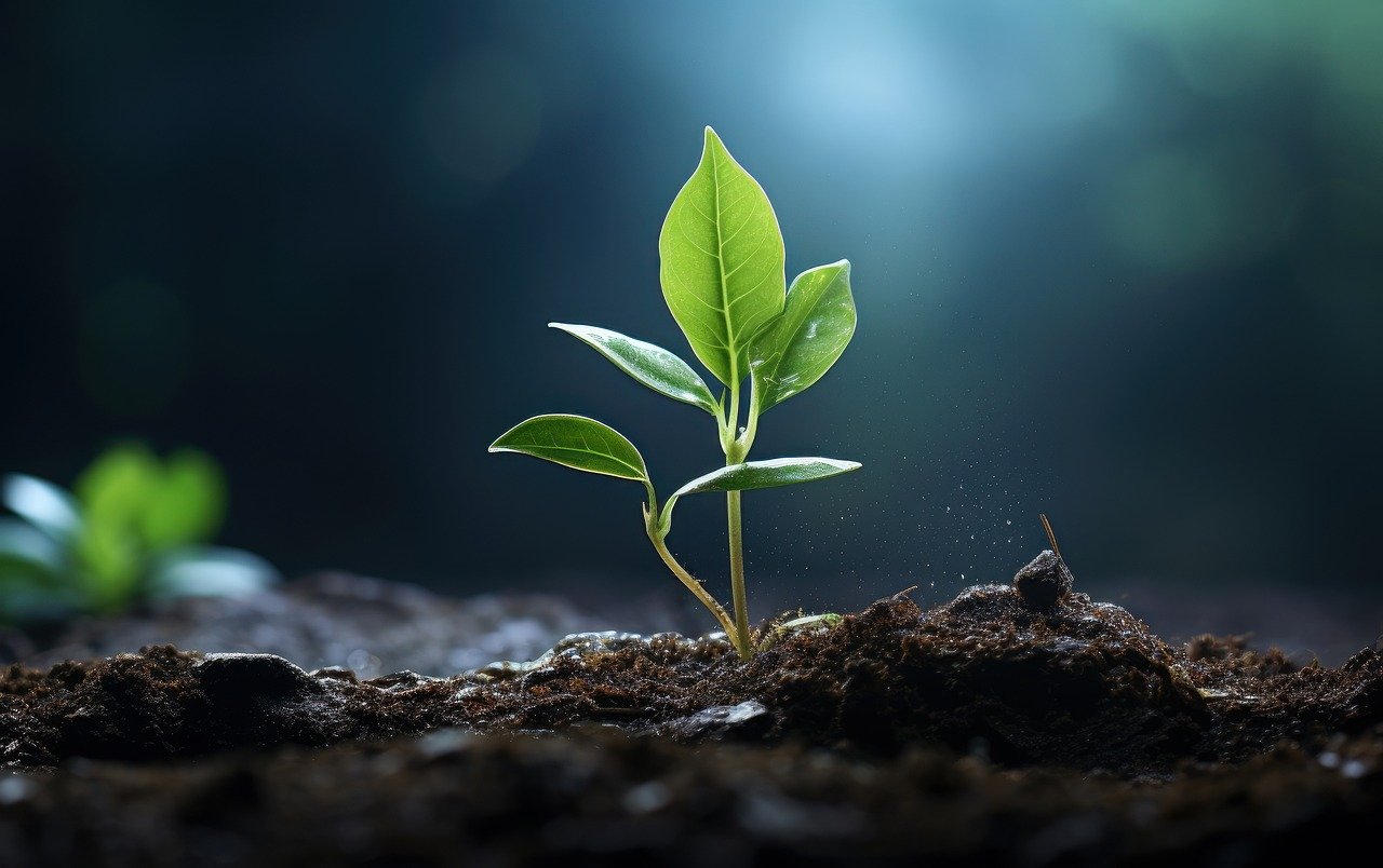 Image of a growing plant as a symbol of sustainability and environmental protection.